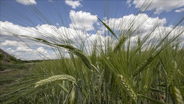 Orta Doğu gerilimi tarım emtia fiyatlarını yukarı taşıdı
