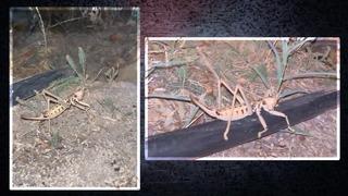 Elazığ’da dev etçil çekirge görüldü! O anlar kamerada