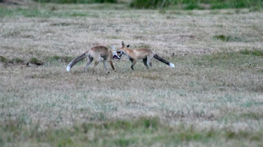 Kars'ta kızıl tilki yavrularının oyunu görüntülendi