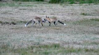 Kars'ta kızıl tilki yavrularının oyunu görüntülendi