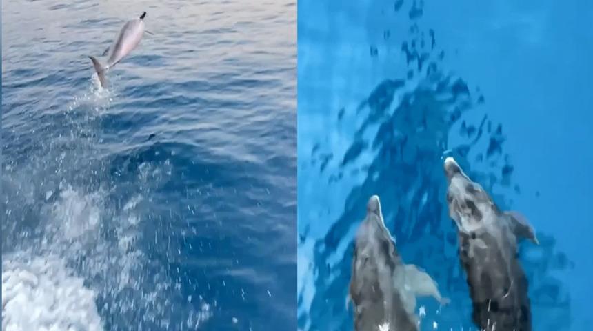 Alanya'da renkli görüntüler! Yunuslar, tur teknesine böyle eşlik etti