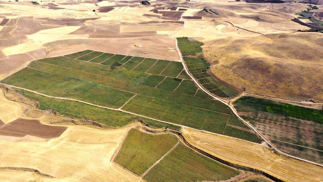Bozkırdı tarla oldu, kiralayarak başladılar! Yurt dışına gönderiyorlar  2