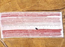 Bozkırdı tarla oldu, kiralayarak başladılar! Yurt dışına gönderiyorlar 