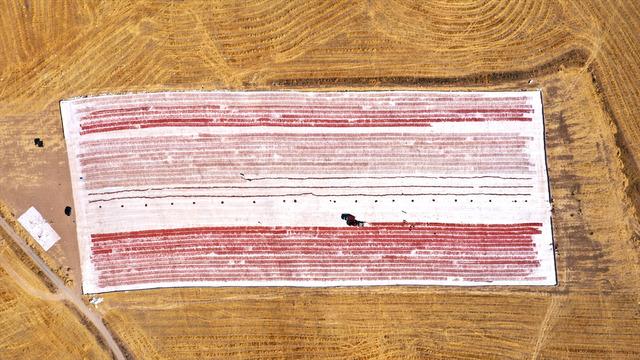 Bozkırdı tarla oldu, kiralayarak başladılar! Yurt dışına gönderiyorlar 