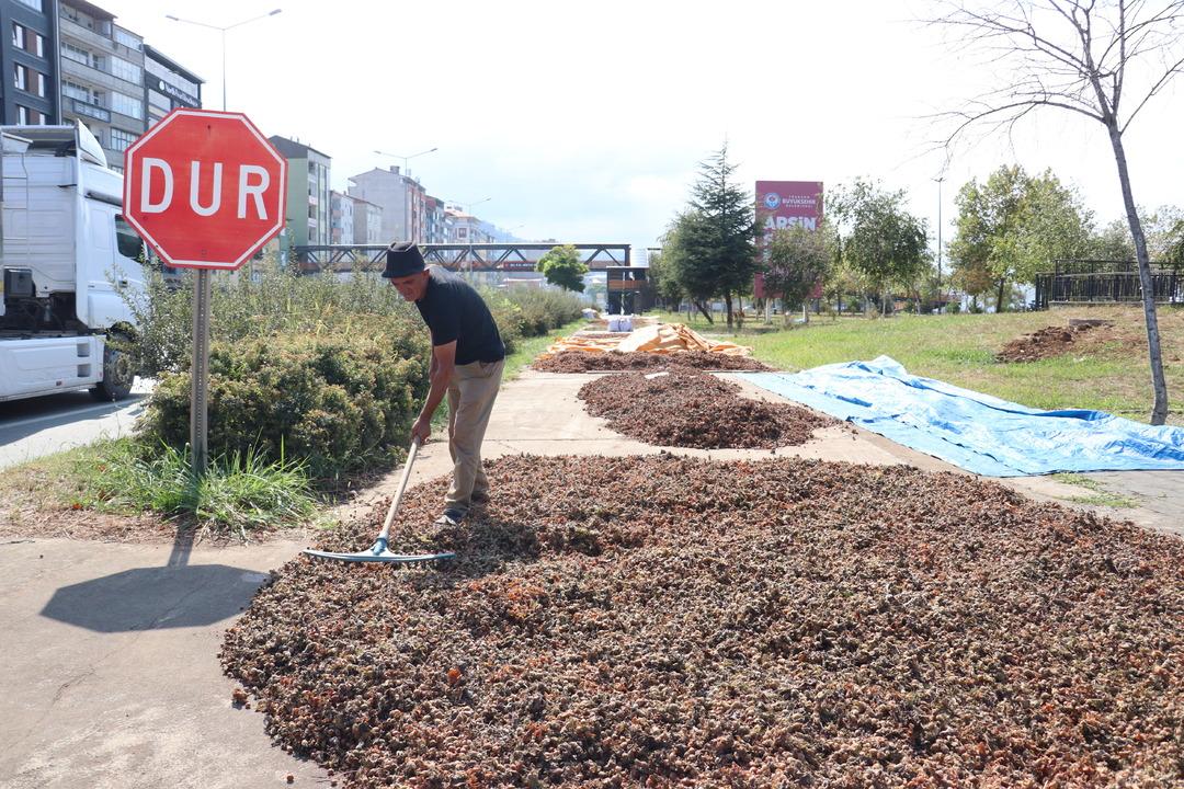 Karadeniz de fındık kurutma mesaisi başladı! 1