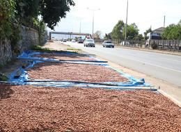 Karadeniz'de fındık kurutma mesaisi başladı!