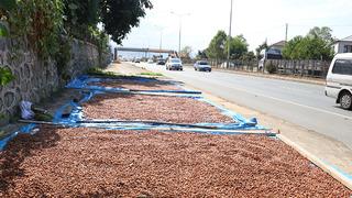 Karadeniz'de fındık kurutma mesaisi başladı!