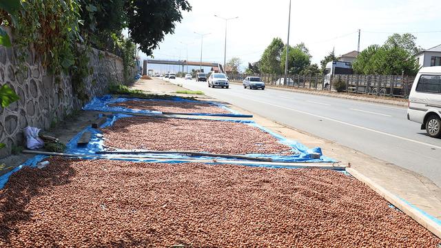Karadeniz'de fındık kurutma mesaisi başladı!