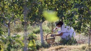 'Siyah orak'ta hasat sürüyor