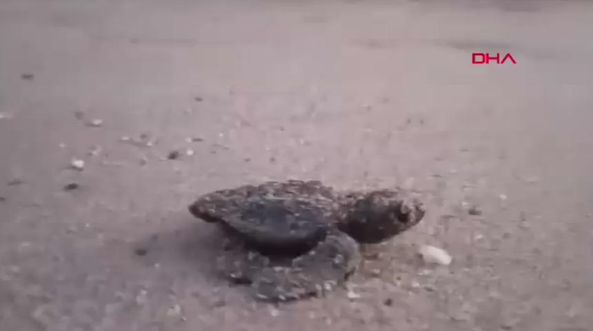 Aydın'da caretta carettalar yumurtalarından çıktı! Denizle buluştular