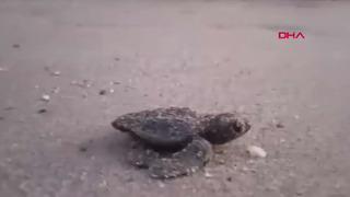 Aydın'da caretta carettalar yumurtalarından çıktı! Denizle buluştular