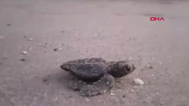 Aydın'da caretta carettalar yumurtalarından çıktı! Denizle buluştular