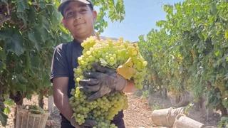 Manisa’daki 7 kiloluk üzüm salkımı görenleri şaşırtıyor