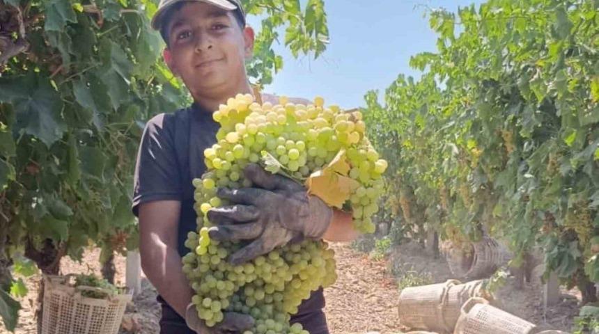 Manisa’daki 7 kiloluk üzüm salkımı görenleri şaşırtıyor