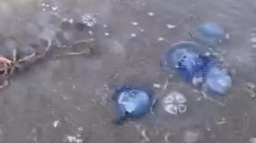 Mavi denizanaları Gemlik sahilini sardı