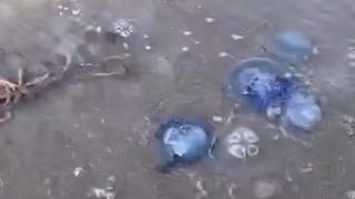 Mavi denizanaları Gemlik sahilini sardı