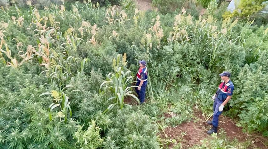 Mısır tarlası zehir tarlası çıktı