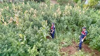 Mısır tarlası zehir tarlası çıktı