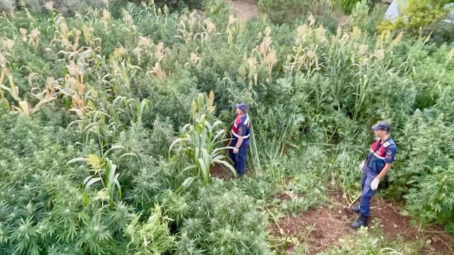 Mısır tarlası zehir tarlası çıktı