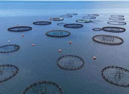 Doğu Karadeniz'in 7 aylık somon ihracatı yüzde 7 arttı