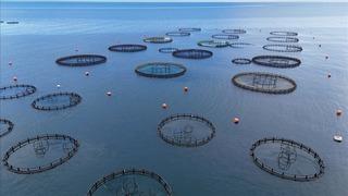 Doğu Karadeniz'in 7 aylık somon ihracatı yüzde 7 arttı