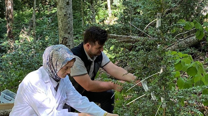 Şimşir Güvesine karşı biyolojik mücadele: 5 bin faydalı böcek salındı