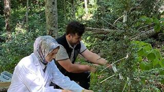 Şimşir Güvesine karşı biyolojik mücadele: 5 bin faydalı böcek salındı