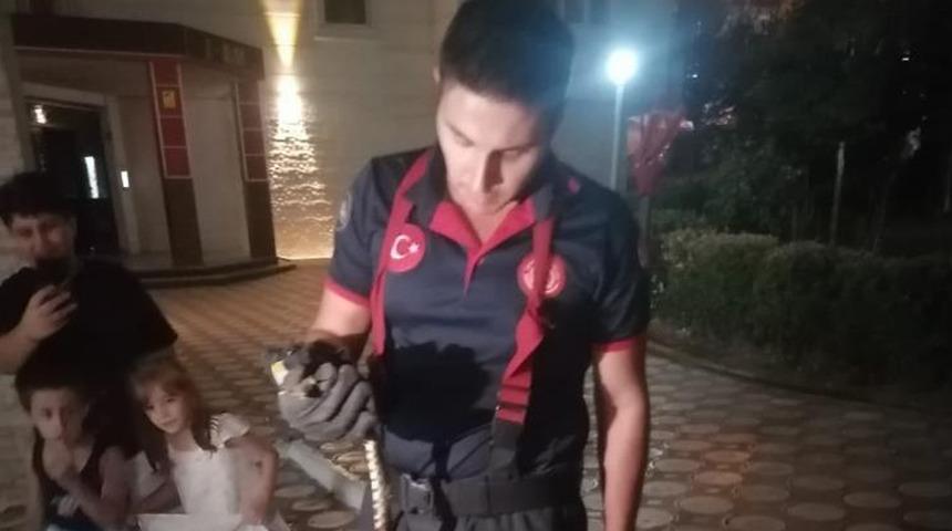 Batman'da site bahçesinde yılan paniği