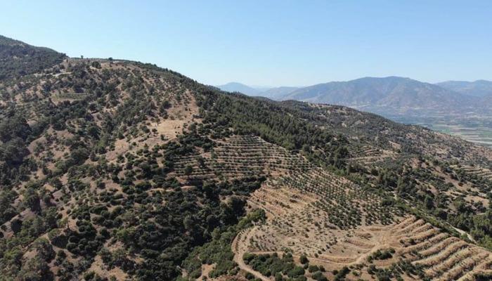 21031892-700x400 Karacasu Kaymakamlığı orman yangını riskine dikkat çekti