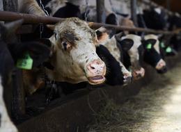 Bakanlık resmen duyurdu: Hayvan pazarları yeniden açıldı!