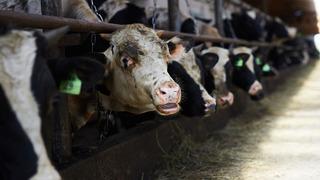 Bakanlık resmen duyurdu: Hayvan pazarları yeniden açıldı!