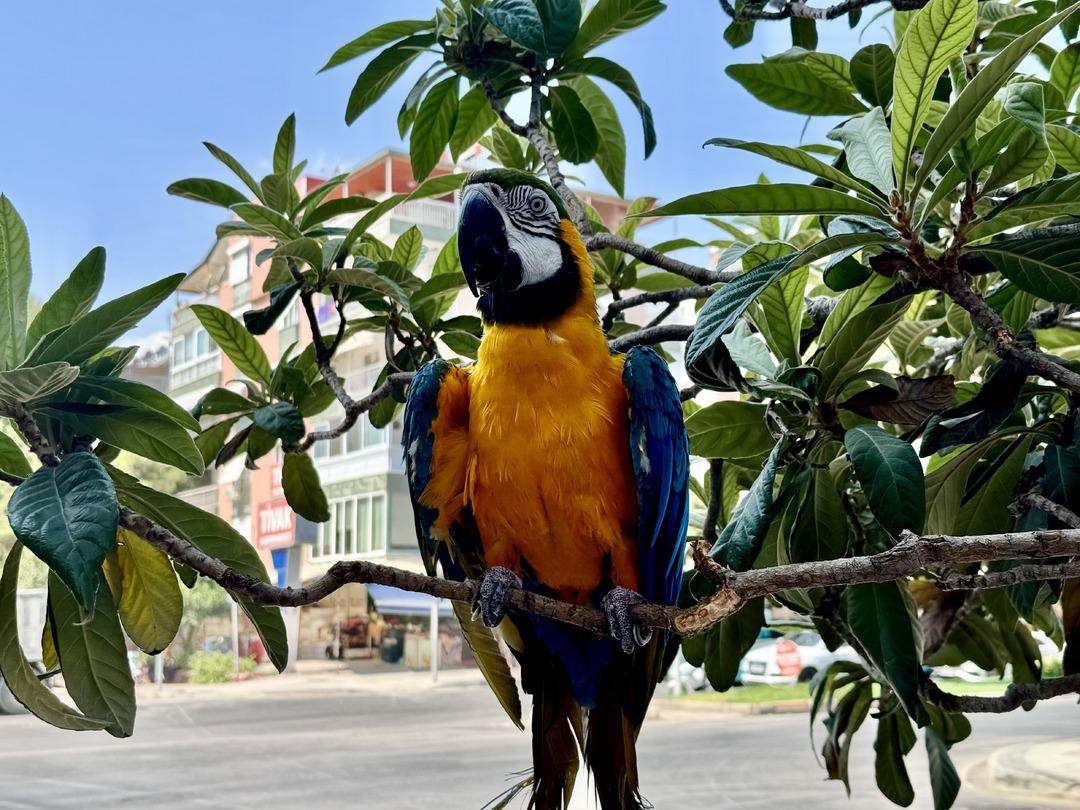 Turgut Özal ın papağanı Cabbar bulundu! 2