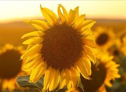 Ayçiçeği tohumu ve yağında gümrük vergileri yeniden düzenlendi