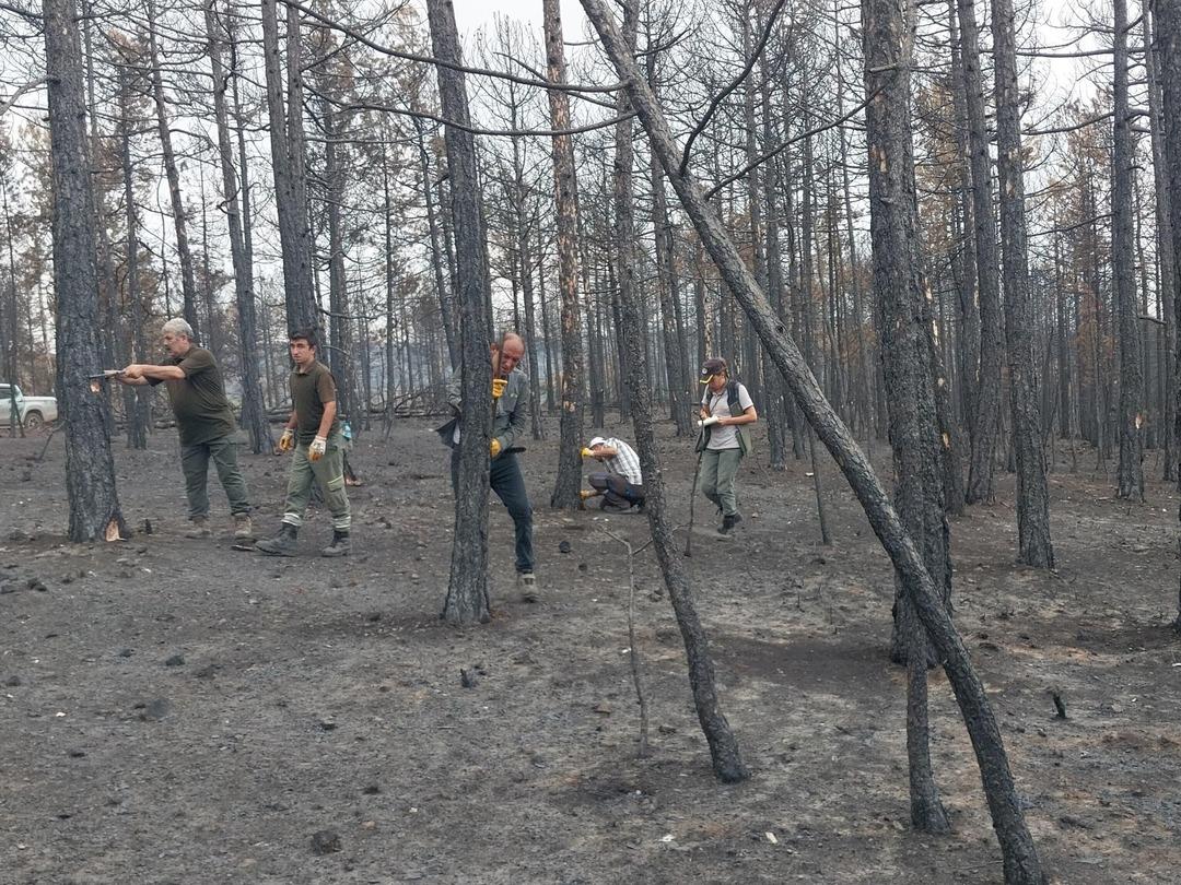 Bursa da zorlu mesai: Bütün bölgeyi santim santim saydılar! Hem havadan hem karadan 2