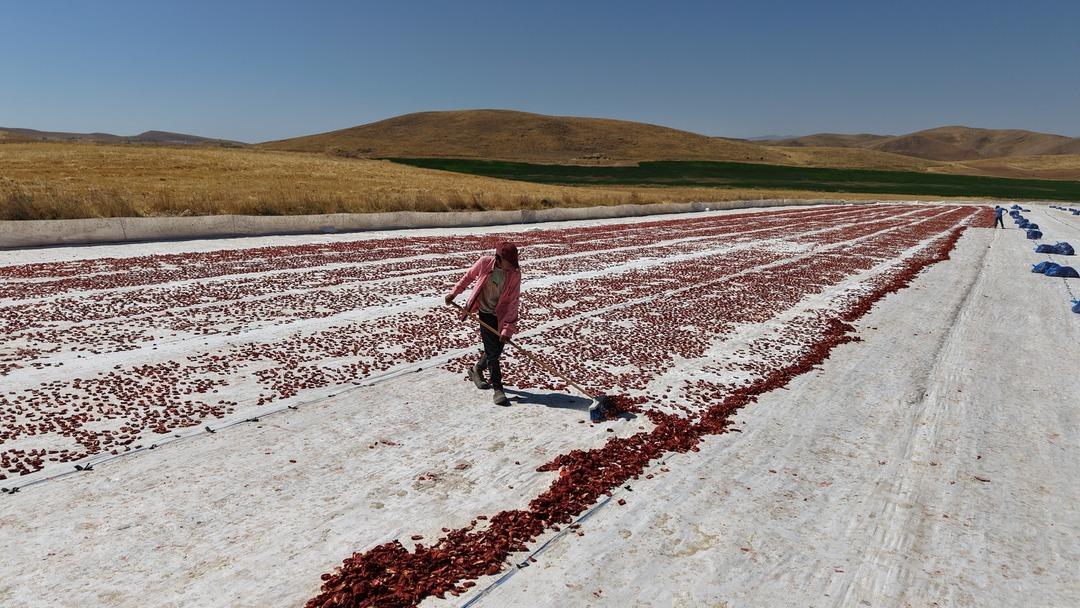 Kilosu 4 euro! Ucu bucağı gözükmüyor... 600 kişi çalışıyor 6