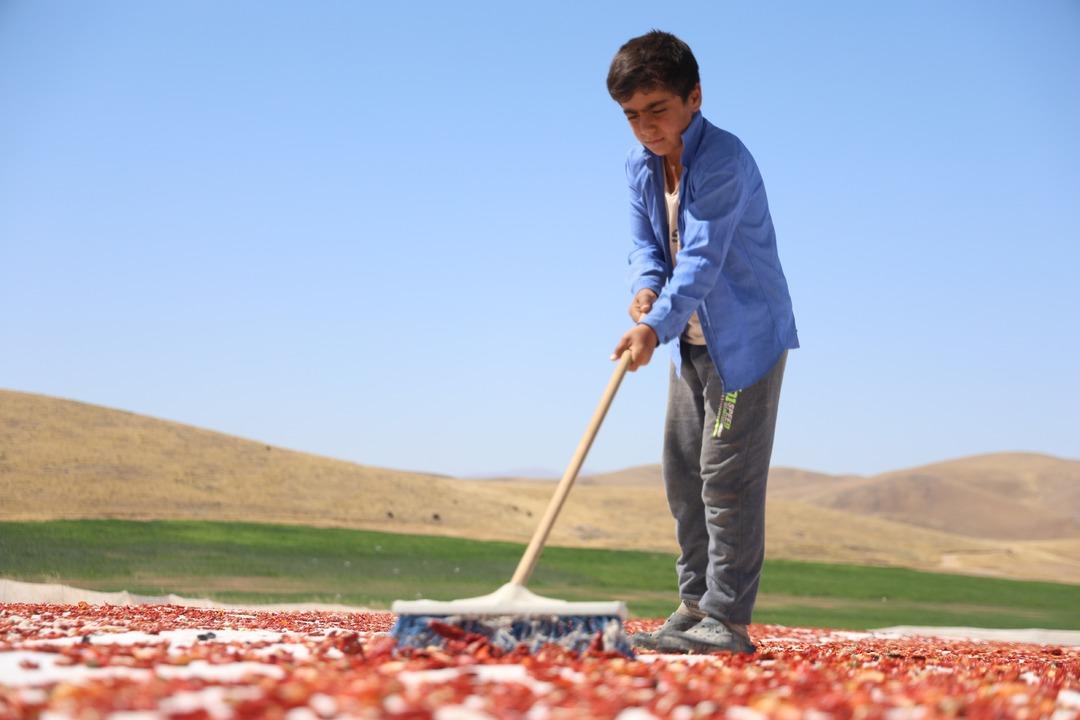 Kilosu 4 euro! Ucu bucağı gözükmüyor... 600 kişi çalışıyor 4