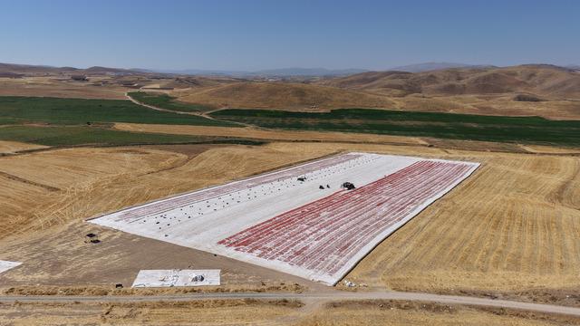 Kilosu 4 euro! Ucu bucağı gözükmüyor... 600 kişi çalışıyor