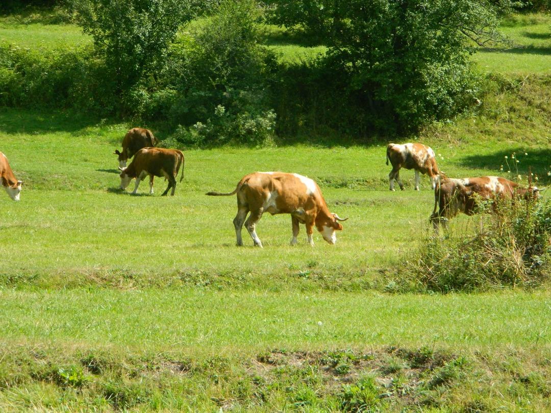 S&uuml;t &uuml;retimindeki d&uuml;ş&uuml;ş kaşar &uuml;retimini vurdu! 1