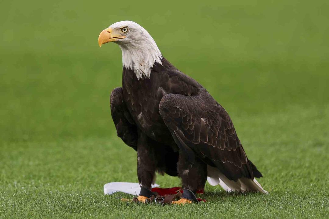 Fenerbahçe, Benfica ya elenerek Şampiyonlar Ligi ne veda etti... 6