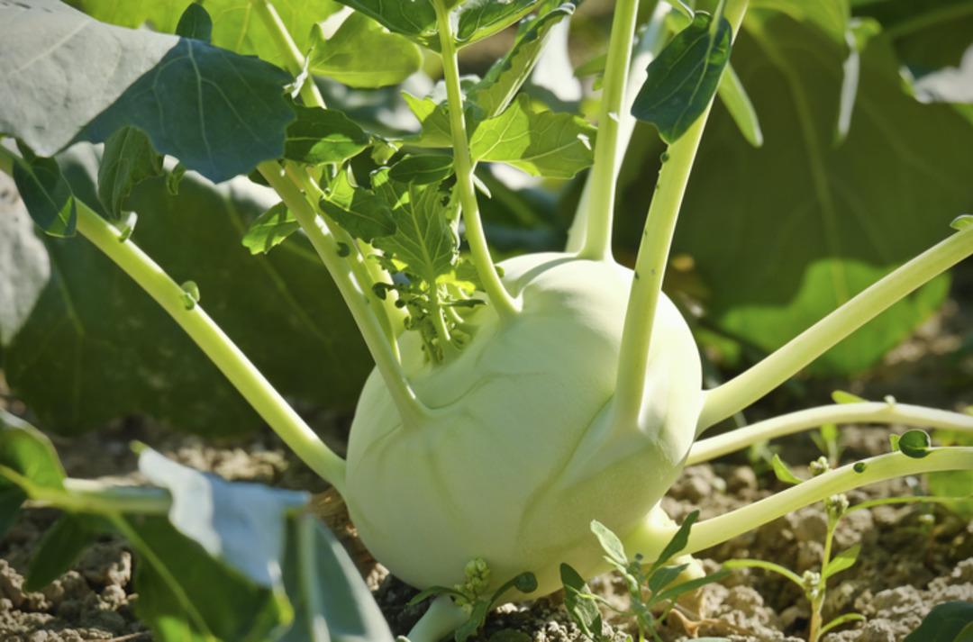 Mucize besin Alabaş: Kanserden koruyan, faydaları saymakla bitmeyen şifa deposu! Alabaş nedir? 2