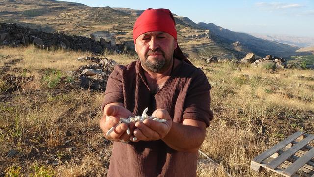 Kilosu 10 bin TL'ye satılıyor! Her yaz çıkıp topluyorlar, geçim kaynağı oldu