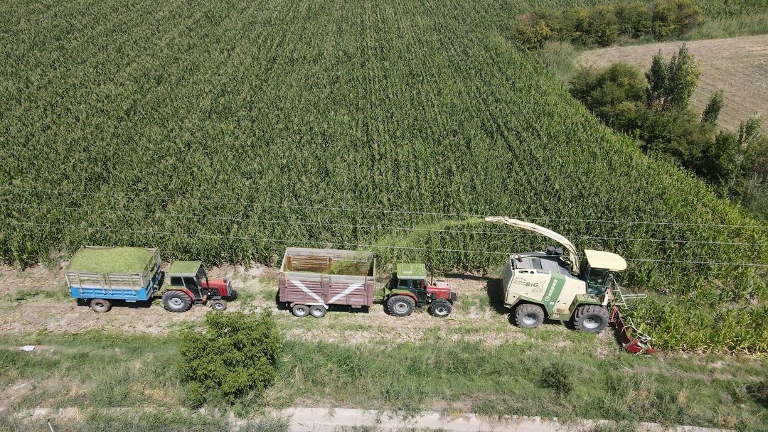 Silajlık mısır hasadı başladı: Son yıllarda çiftçilerin gözdesi oldu 2