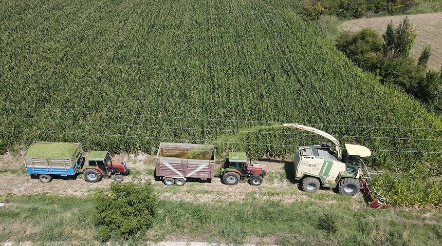 Silajlık mısır hasadı başladı: Son yıllarda çiftçilerin gözdesi oldu