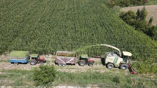 Silajlık mısır hasadı başladı: Son yıllarda çiftçilerin gözdesi oldu