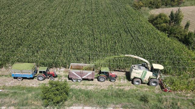 Silajlık mısır hasadı başladı: Son yıllarda çiftçilerin gözdesi oldu