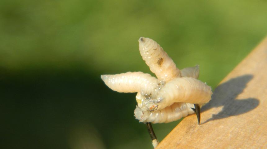 Büyük tehlike: Et yiyen vidalı kurtçuk vakalarında %53’lük  korkutan artış! Türkiye’de var mı? 