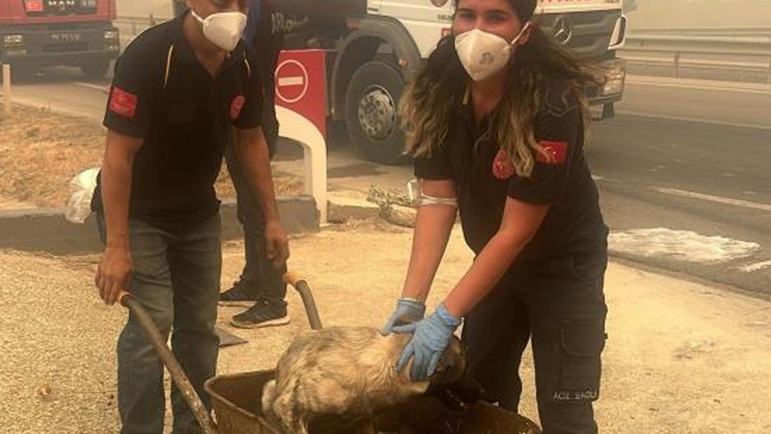 Bursa da orman yangını! Alevler mahalle sınırına ulaştı... Vali son durumu açıkladı: "Enerjisi düşürüldü" 5