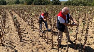 Kırklareli'nde ayçiçeği verim tespit çalışmaları