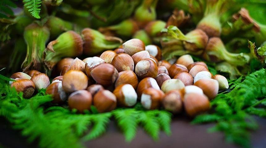 Giresun'da fındık hasadı sonrası hava durumu: Yaz geri dönüyor! Giresun 29 Ağustos hava durumu...