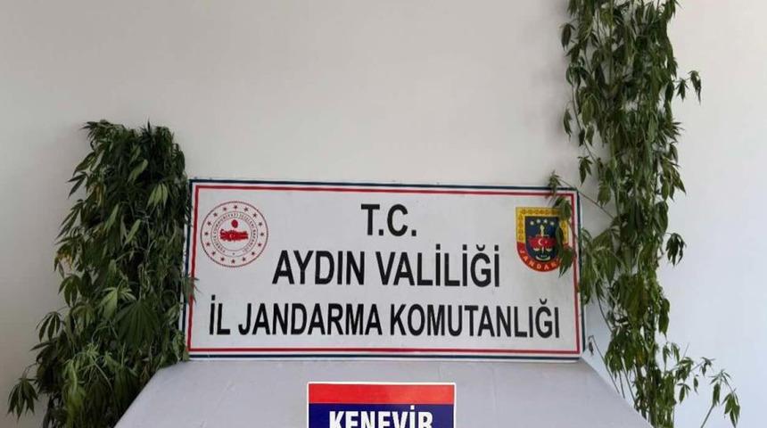 Jandarmadan uyuşturucu operasyonu: 12 şüpheli yakalandı